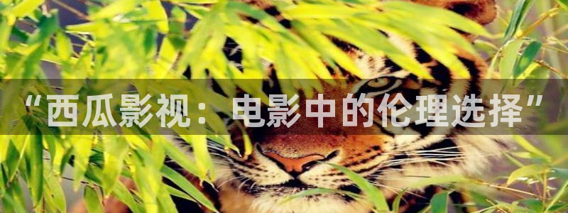 免费观看奇奇影院